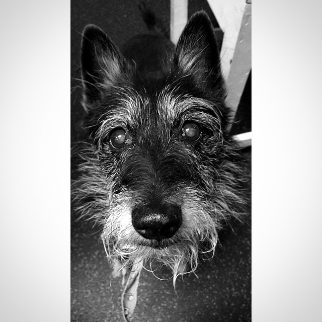 Compassionate Pet Care