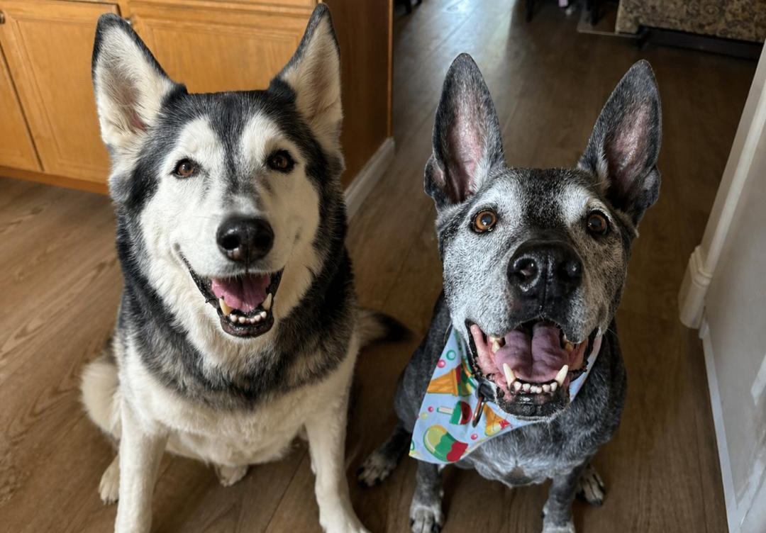 Dozer and Calypso