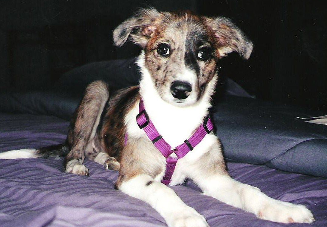 Bonnie